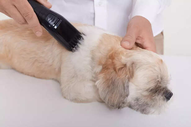 Dog and Pet Groomer