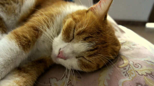 understanding cat cries