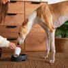Measuring Dog Food Portions for Winter Diet