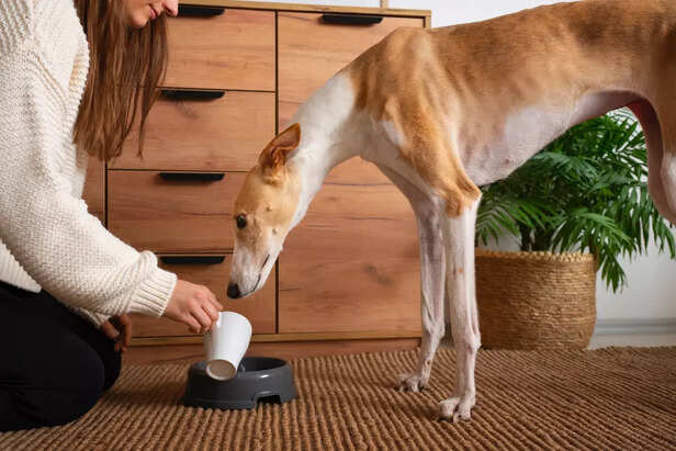 Measuring Dog Food Portions for Winter Diet