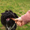 Healthy Dog Treats for Winter Season