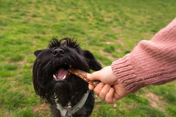 Healthy Dog Treats for Winter Season