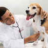 Vet Examining Dog for Winter Health Check