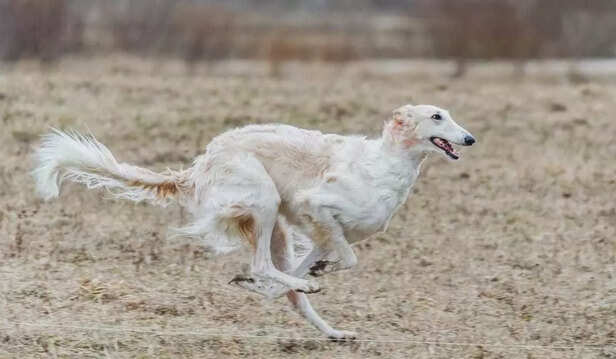Grace in motion, loyalty in heart  the royal Mudhol Hound of India.