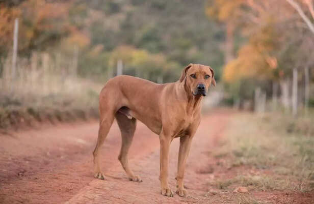 Fierce heart, loyal soul  the guardian of Tamil heritage, the mighty Kombai.