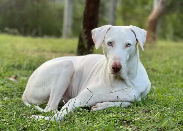 Elegant as ivory, fearless as a lion  the royal guardian of South India, the Rajapalayam.