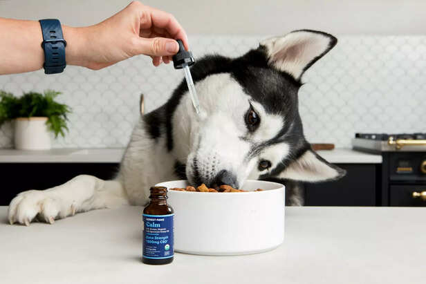 Boosting Dog Health: The Right Way to Give Your Dog Supplements