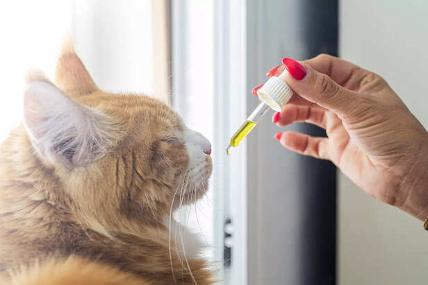 The Easiest Way to Supplement: Enhancing Your Cat's Nutrition