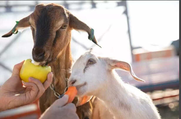 Even farm friends deserve a gentle dose of care  naturally.