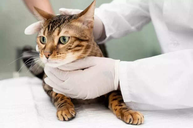 Soft purrs, calm nerves  exploring gentle healing for sensitive souls.