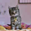 Adorable Kitten with a Yellow Bell Collar