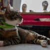 Tabby Cat Wearing a Green Collar