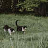 Adventurous Tuxedo Cats Exploring the Wild