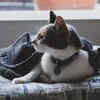 Calico Cat Lounging by the Window