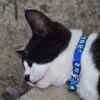 Cat Comfortably Snoozing in the Shade
