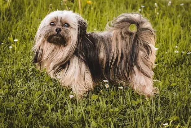Lhasa Apso
