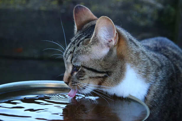 Ensure Your Cat Drinks Enough: Combatting Constipation Naturally