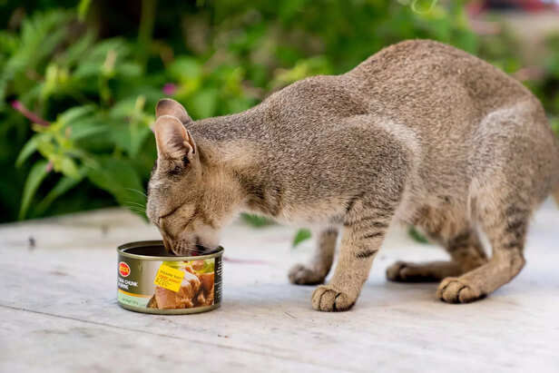 Gravy Power: Using Canned Food to Boost Cat Hydration &amp; Digestion
