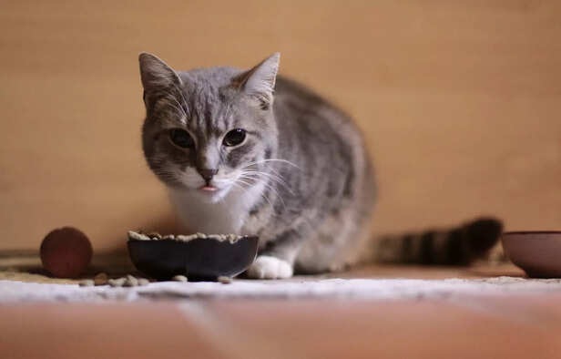 The Diet Connection: When to Change Your Cat's Food for Relief