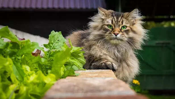 Siberian Cat