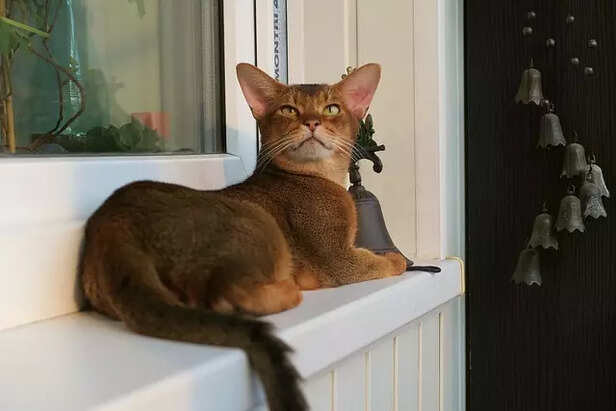 Abyssinian Cat