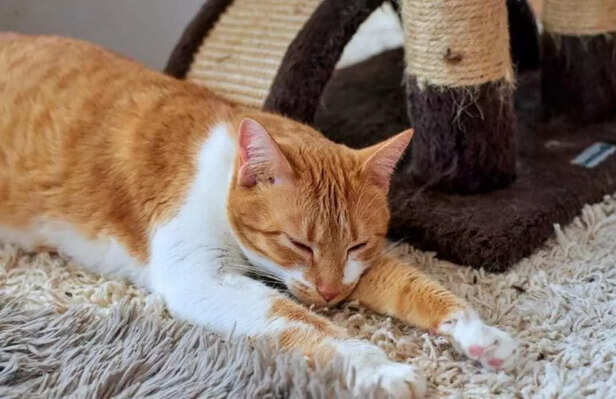 My world smells like me  that’s how I know I’m home.