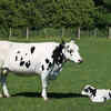 Vechur cow