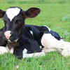 Dexter cow