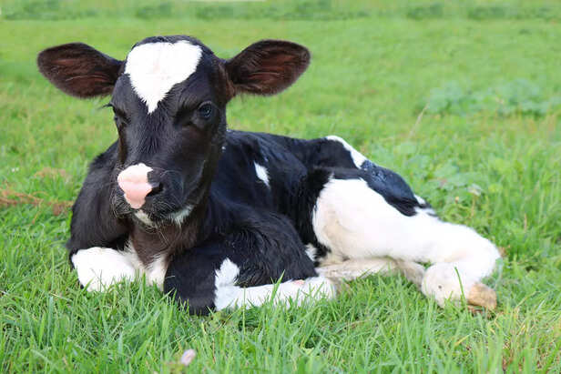 Dexter cow