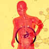 Restore your gut health