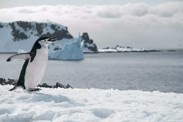 Antarctica's Caller