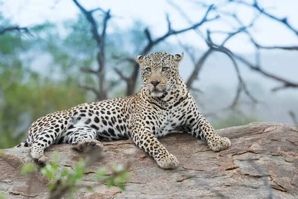 Leopards