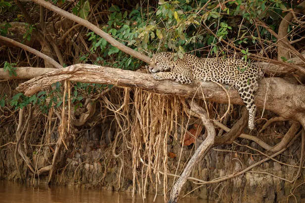 Leopard resting on a tree