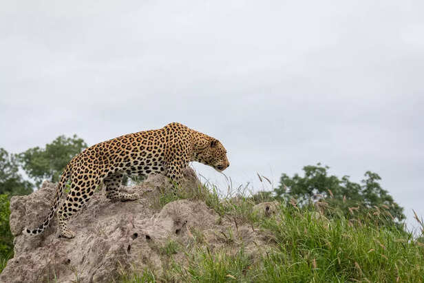 Leopard in Hills