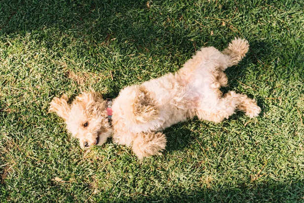 Adorable Fluffy Dog