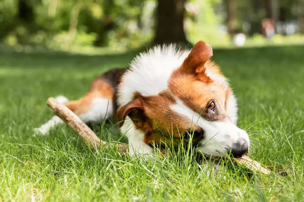 Playful Dog
