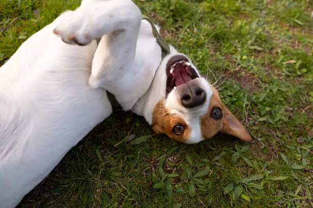 Dog Chilling
