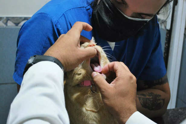 The Importance of a Full Veterinary Exam