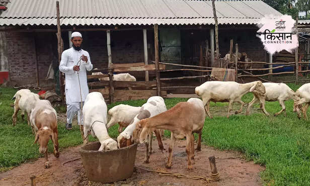 368445-dumba-sheep-breed-farming-west-bengal-goat-farming-4