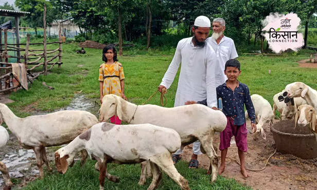 368446-dumba-sheep-breed-farming-west-bengal-goat-farming-3