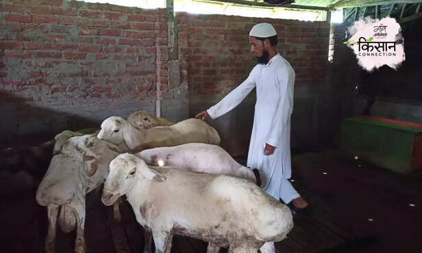 368447-dumba-sheep-breed-farming-west-bengal-goat-farming-2