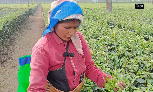 364609-untitled-design-23