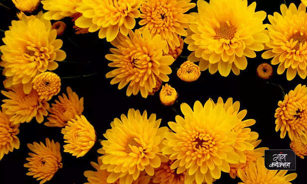 369241-chrysanthemum-flower-farming-coleus-gardening-csir-nbri-lucknow-flower-exhibition-2