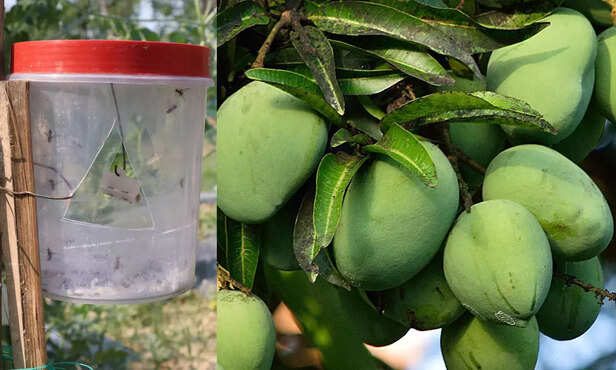 370562-fruit-fly-management-mango-integrated-pest-management-3
