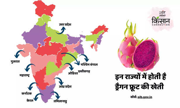 370165-dragon-fruit-farming-guide-full-information-plantation-soil-irrigation-harvesting-marketing-2