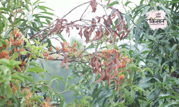 369561-loranthus-threat-mango-tree-harmful-effects-production-growth-3