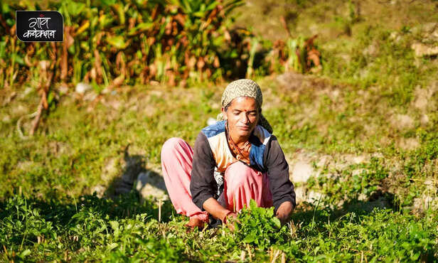 368888-362689-prakritik-kheti-natural-farming-stray-cow-cow-dung-cattle-krishi-vigyan-kendra-2