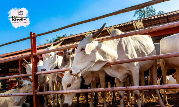 368889-natural-farming-stray-cattle-cow-prakritik-kheti-jeevamrut-ghanamrut-1