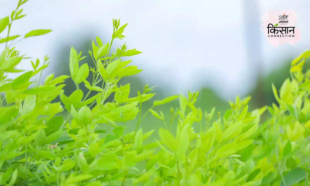 369831-pigeon-pea-farming-mosaic-virus-disease-ppsmv-sterility-mosaic-disease-green-plague-1