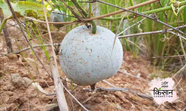 366165-winter-melon-petha-kohda-farming-petha-agra-khabha-ki-kheti-1